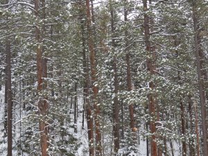 the snow on the pines looks like Christmas decorations