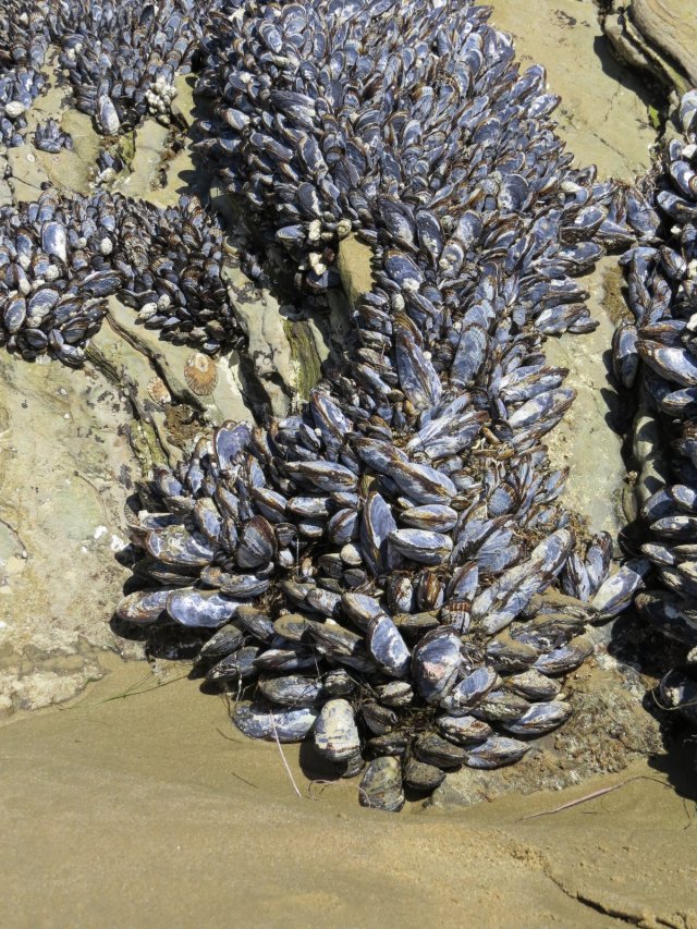 Muscle Beach - I mean Mussel Beach!!!!