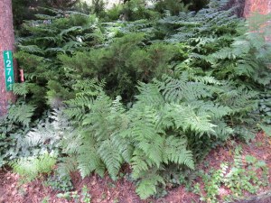 Beautiful ferns in front yard at the yard sale.