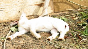 goat sunbathing