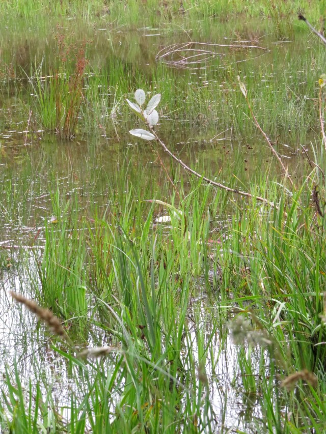 Yachats wetlands.