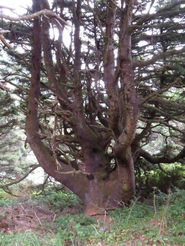 Another octapus tree?
