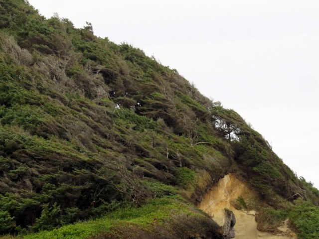 Neptune State Park, S. of Yachats - see how blown back the trees are!
