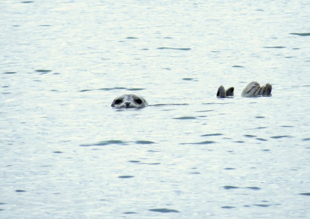 Sweet little harbor seal.