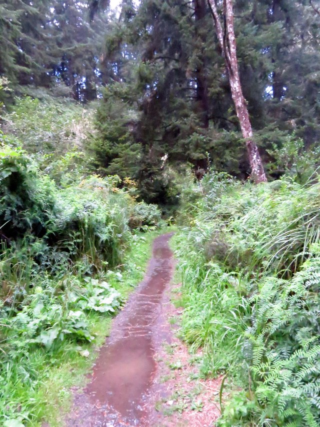 The muddy trail at Cape Arago.