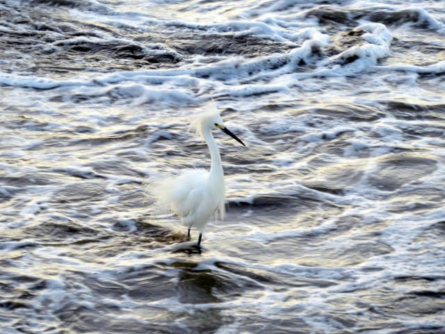 EGRET