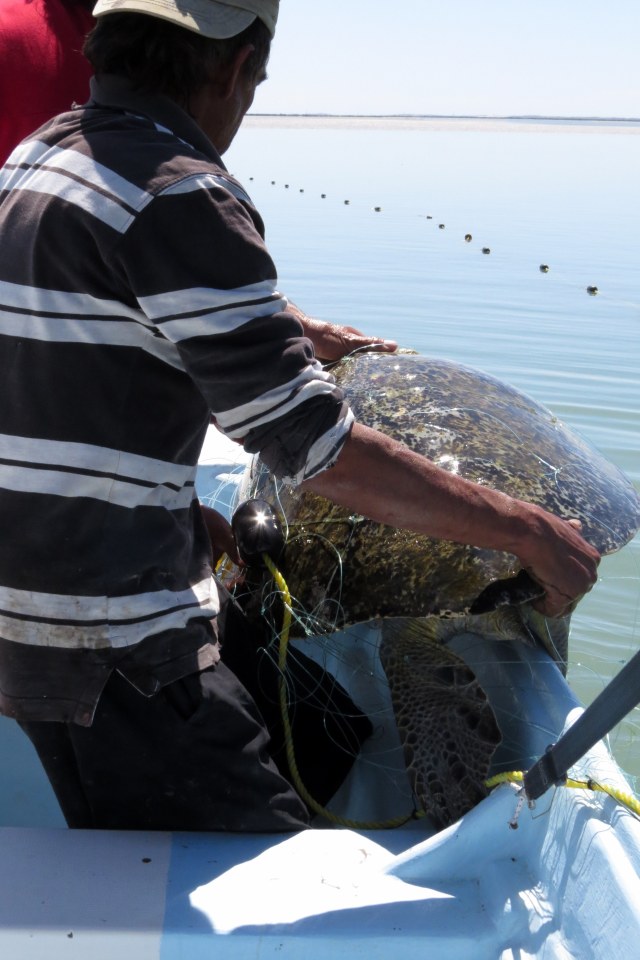Getting turtle into boat